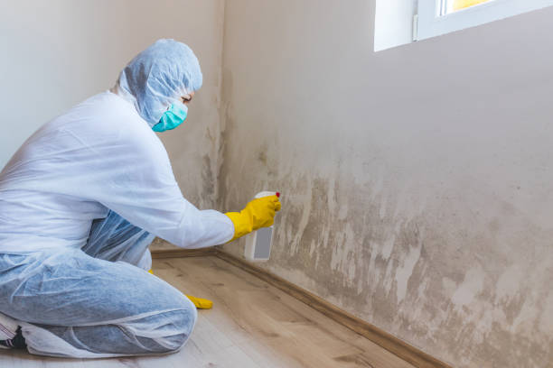 Licensed Mold Testing service in Rocky Mount, VA - WQB Mold Removal